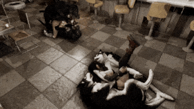 【4K/无修/无水印】【巨乳 黑丝 狗交 口交 骑乘 后入 前后夹击 群P 爆操 中出】新作-Ragneg2501:Added All Dogs Go to 7th Heaven P3 1-2-第4张图片-萌站 【4K/无修/无水印】【巨乳 黑丝 狗交 口交 骑乘 后入 前后夹击 群P 爆操 中出】新作-Ragneg2501:Added All Dogs Go to 7th Heaven P3 1-2-第4张图片-萌站