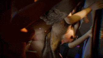 【3D动画】[VAM] 牛头人爱好者：妻心后传-艾沫沫-酒吧NTR 性感御姐在男友面前被侵犯中出