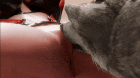 【巨乳 舔穴 口交 狗交 后入 爆操 爆射 中出】新作-[Sharlean Tails] Red Knot 4K-第5张图片-萌站