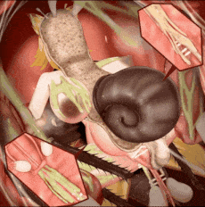 新作-[HMV]-[Insect] 沉迷于虫交快感的少女们第六期（Murahachiro）-第6张图片-萌站