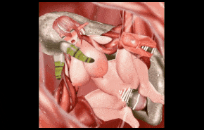 新作-[HMV]-[Insect] Virus sexual WARNING! PARASITE!-第2张图片-萌站