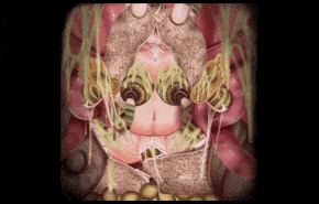 新作-[HMV]-[Insect] Virus sexual WARNING! PARASITE!-第4张图片-萌站