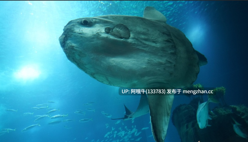 【html浏览器机翻/文字视觉小说/互动/PC】太阳鱼城 Sunfish City [v0.0.17] 【140M】【序号6804】